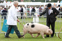 Royal Three Counties Show 2017. Friday 16th of June 2017.